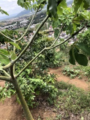 Pseudobombax grandiflorum