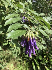 Iochroma cyaneum