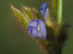 Calopogonium mucunoides
