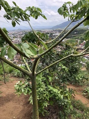 Pseudobombax grandiflorum