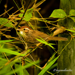Pellorneum ruficeps