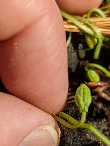 Image of Viola incognita by (c) Benoit Renaud, some rights reserved (CC BY)