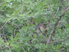 Acrocephalus palustris