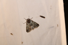 Harrisimemna trisignata