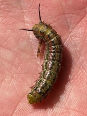Anisota virginiensis