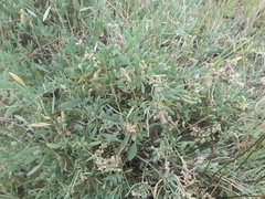 Atriplex portulacoides