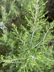Erica arborea