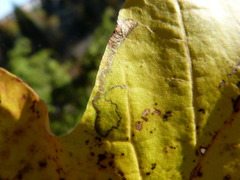 Stigmella aceris