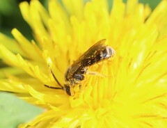 Lasioglossum marginatum