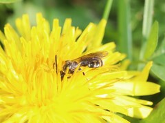 Lasioglossum marginatum