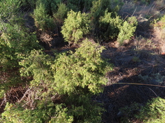 Juniperus navicularis