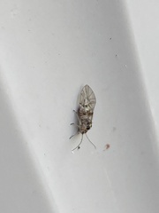 Teliapsocus