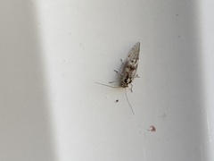 Teliapsocus