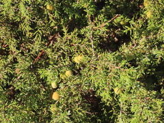 Juniperus navicularis