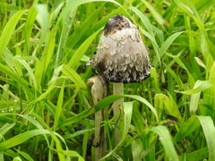 Coprinus