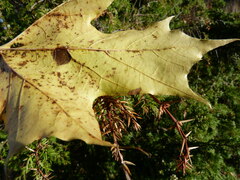 Stigmella aceris
