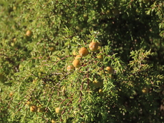 Juniperus navicularis