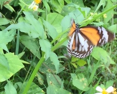 Danaus melanippus hegesippus