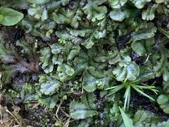 Marchantia polymorpha polymorpha