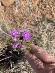 Liatris