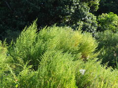 Artemisia capillaris