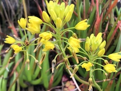 Bulbine frutescens