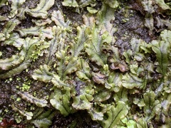 Marchantia polymorpha polymorpha