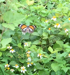 Danaus melanippus hegesippus