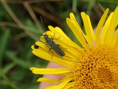 Oedemera