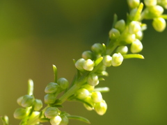 Artemisia capillaris