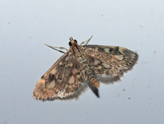 Anania plectilis