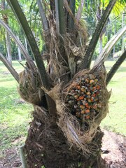 Elaeis oleifera