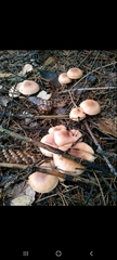 Fungi
