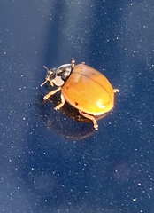 Harmonia axyridis
