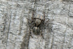 Pseudeuophrys lanigera