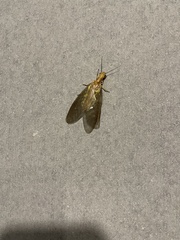 Protohermes costalis