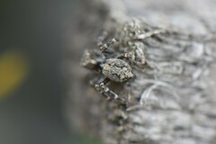 Pseudeuophrys lanigera