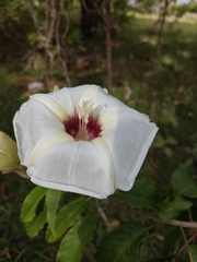 Ipomoea murucoides