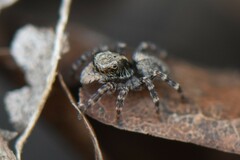 Pseudeuophrys lanigera