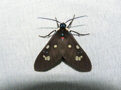 Euclera rubricincta