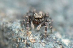 Pseudeuophrys lanigera