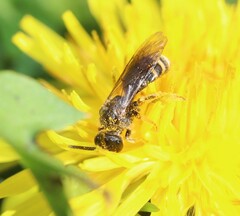 Lasioglossum marginatum