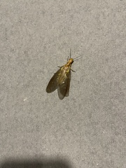 Protohermes costalis