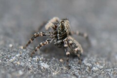 Pseudeuophrys lanigera