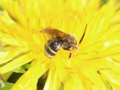 Lasioglossum marginatum