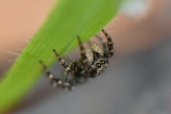Pseudeuophrys lanigera