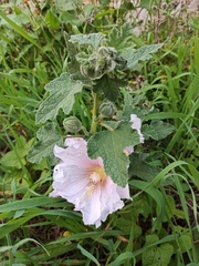 Alcea rosea
