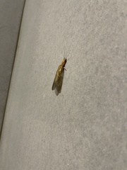 Protohermes costalis