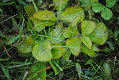 Elephantopus carolinianus