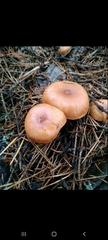Fungi